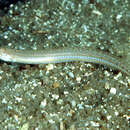 Image of Sand diver