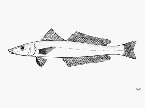 Image of Sillaginopodys