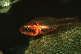 Image of Obliquebanded cardinalfish