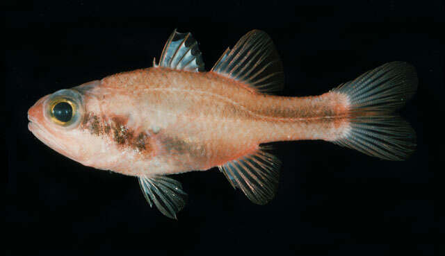 Image of Obliquebanded cardinalfish