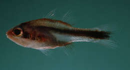 Image of Obliquebanded cardinalfish