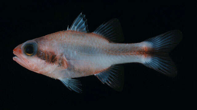 Image of Obliquebanded cardinalfish