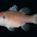 Image of Aurita cardinalfish