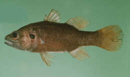 Image of Aurita cardinalfish