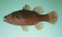 Image of Aurita cardinalfish