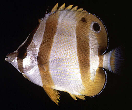 Image of Double sash butterflyfish