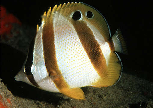 Image of Double sash butterflyfish