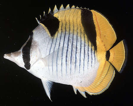 Image of Blackwedged Butterflyfish