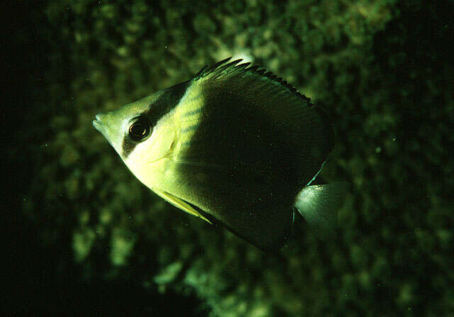 Image of Blackburn's Butterflyfish