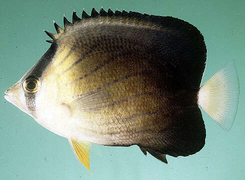 Image of Blackburn's Butterflyfish