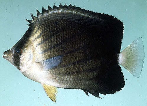 Image of Blackburn's Butterflyfish