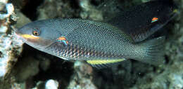 Image of Blue-lined wrasse