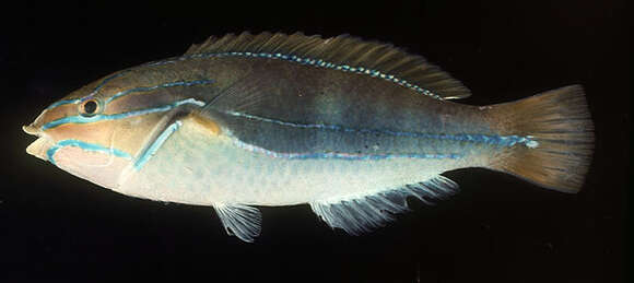 Image of Blue-lined wrasse