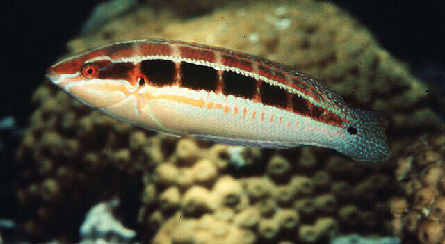 Image of Spot-tail wrasse