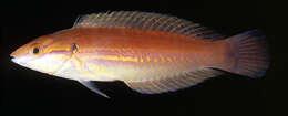 Image of Spot-tail wrasse