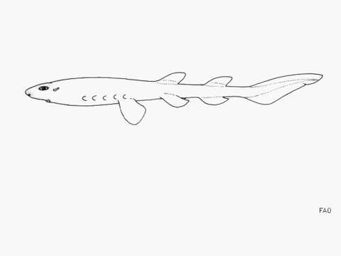 Image of Lollipop Catshark