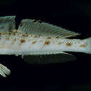 Image of Candystick goby
