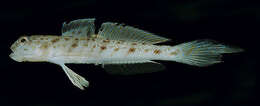 Image of Candystick goby