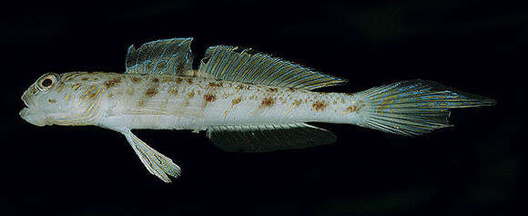 Image of Candystick goby