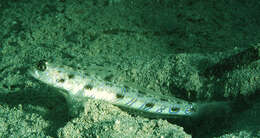 Image of Candystick goby