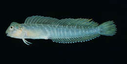 Image of Arab blenny