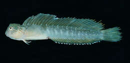 Image of Arab blenny