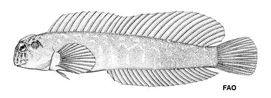 Image of Arab blenny