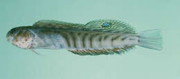 Image of Chevron blenny