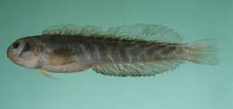 Image of Chevron blenny