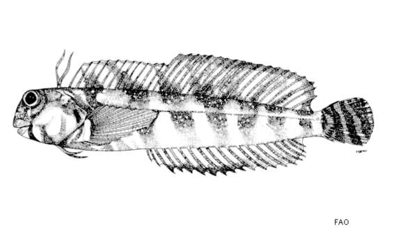 Plancia ëd Antennablennius bifilum (Günther 1861)