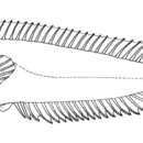 صورة Pavoclinus laurentii (Gilchrist & Thompson 1908)