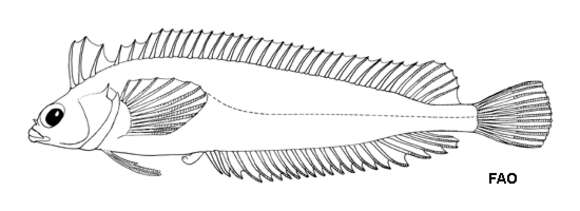 Pavoclinus laurentii (Gilchrist & Thompson 1908)的圖片