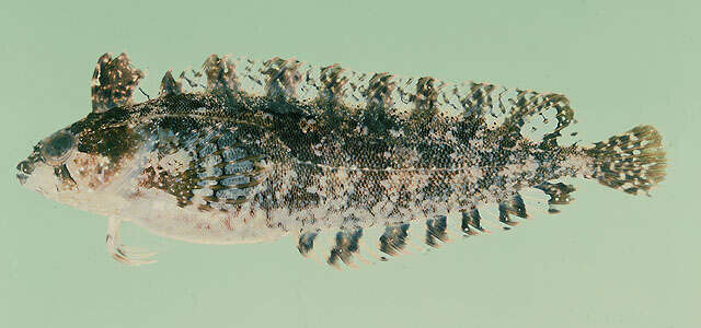 Image of Rippled klipfish