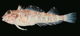 Image of Hotlips triplefin