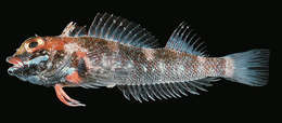 Image of Hotlips triplefin