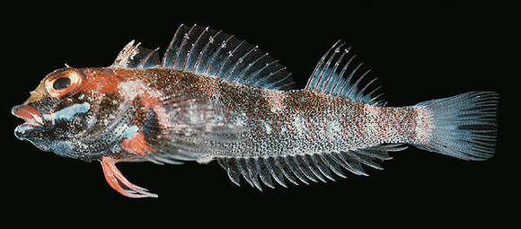 Image of Hotlips triplefin