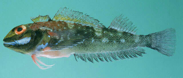 Image of Hotlips triplefin