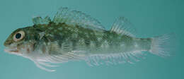 Image of Hotlips triplefin