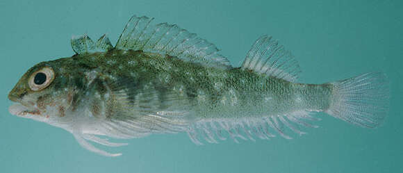 Image of Hotlips triplefin