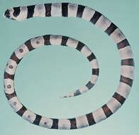 Image of Banded snake eel