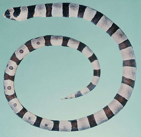 Image of Banded snake eel