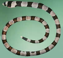 Image of Banded snake eel