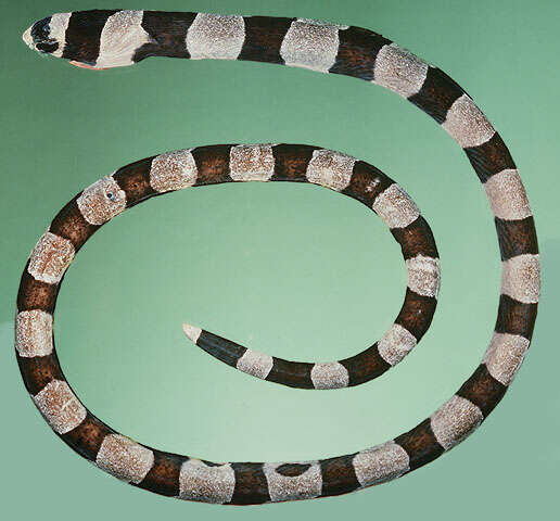 Image of Banded snake eel