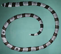 Image of Banded snake eel