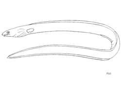 Image of Burrowing snake eel