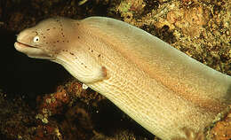 Image of Geometric moray