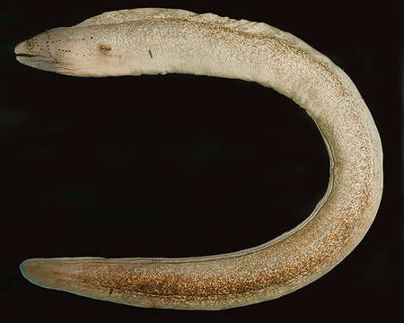 Image of Geometric moray