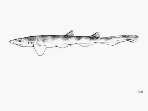 Image of Geko Catshark