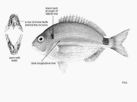 صورة Diplodus bellottii (Steindachner 1882)