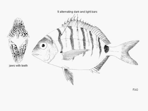 Image of Moroccan white seabream